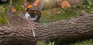 Tree and Shrub Care in Queens, NY