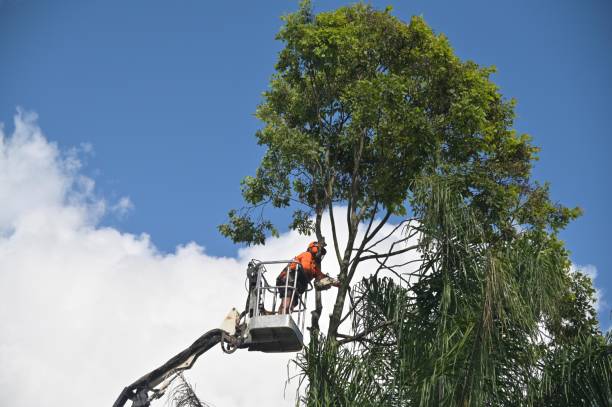 Professional Tree Care in Queens, NY