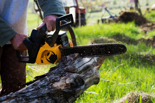 How Our Tree Care Process Works  in  Queens, NY